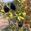 Halloween Black Crow Decorations,Fake Raven Bird Props,Halloween Haunted House Garden Outdoor Yard Decorations