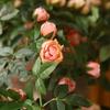 DIY Artificial Rose Flower 52cm Flower Arrangement Fake Flowers Rose Vine  Wedding