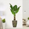 PVC Wall Decals Waterproof Wallpaper Wall Decoration Green Plant Potted Wall Sticker  Dormitory