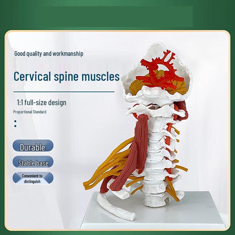 Advanced Human Cervical Spine Muscle Nerve Skeleton Model