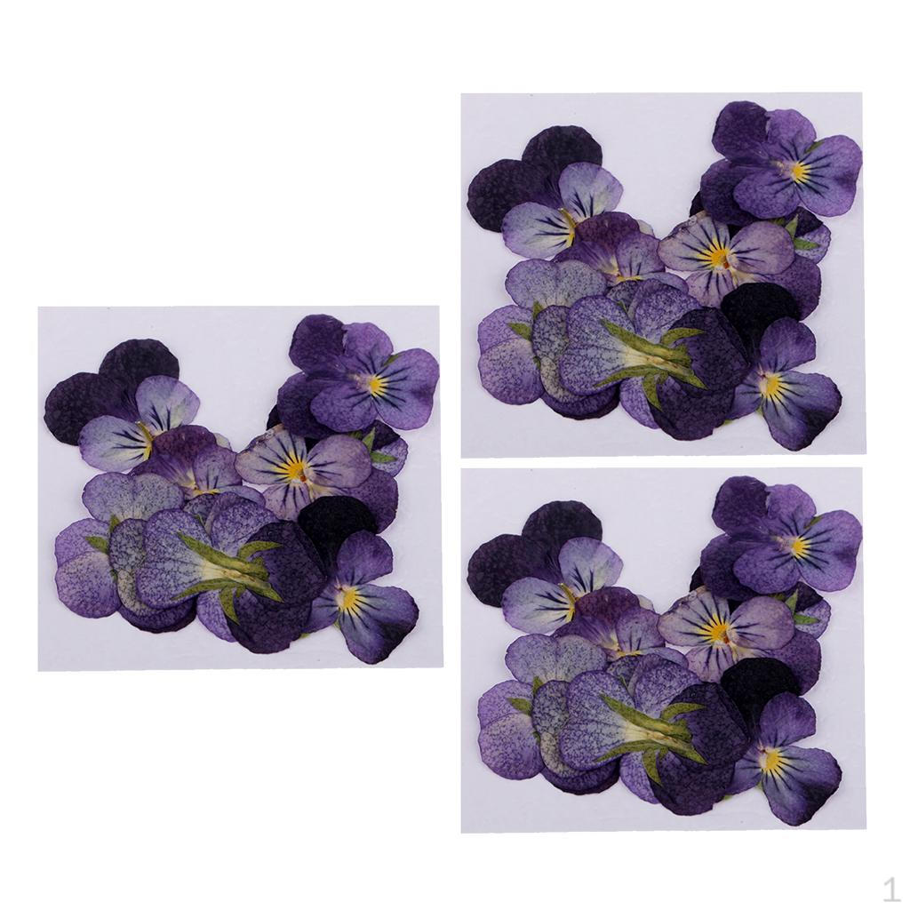 

36шт прессованные настоящие сушеные цветы фиолетовые украшения для скрапбукинга