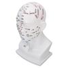 Acupuncture Point Head Model PVC White Face Massage Meridians Head Model Teaching Props 11.8 Inch