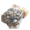 Approx 40 Pcs Mini Miniature Sea Conch Shell Bonsai Lanscape Plants DIY Decor