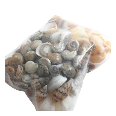 Circa 40 pezzi di mini conchiglie di mare in miniatura, piante bonsai paesaggistiche, decorazioni fai da te