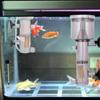 Plastic Aquarium Protein Skimmer Wall Mount Pneumatic Protein Separator Pneumatic Filter  Aquarium