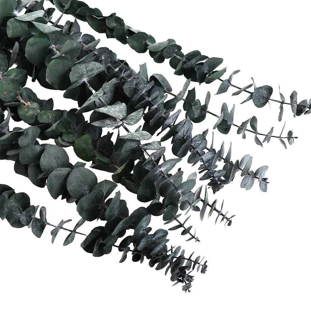 10 Stück echte, getrocknete Eukalyptusblätter zum Aufhängen, 56 cm lange, konservierte Eukalyptusstängel, vielseitig verwendbare grüne Heimdekoration