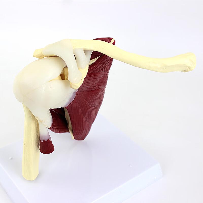 

ENOVO Medical Human Functional Knee Joint Model