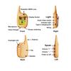 2PCS Kids Video Walkie Talkies Video Voice Chat Indoor and outdoor Voice Changer Walkies Talkies Gifts for Boys Girl Toys 3-12