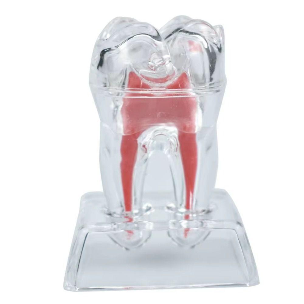 With Base Decomposable Dental Teeth Model Separable Tooth Root Structure Model  Oral Treatment