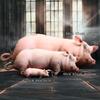 40cm Size Animal Body Pillow Plush Material Pig Keychain Portable Bag Decoration  Home Decor
