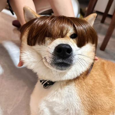 Funny Cat Wig Trimmable Pet Wig Cat Wig Supplies Pet Accessories Creative Pet Decor Wig Thin Light Smooth Cat Wig Pet Supplies