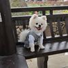 Washable Pet Formal Shirt Creative Puppy Costume Pet Supplies Dog Wedding Suit  For Small Dogs