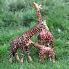 Oenux Zoo Afrika Wildtier Giraffe Simulationsmodell Actionfiguren PVC Pädagogisch Niedliches Spielzeug für Kinder