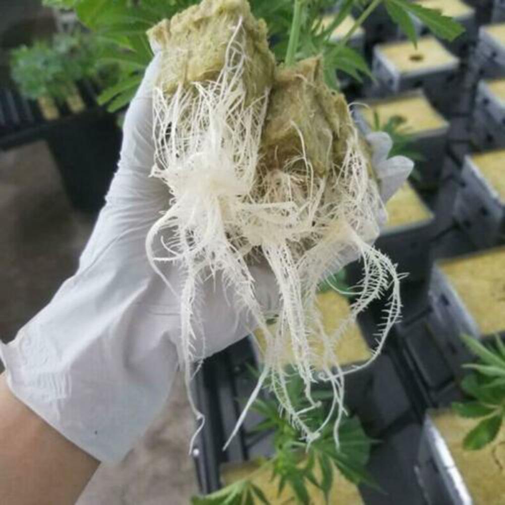 50100 Pcs Plant Cloning Starter Cubes with Superior Water Drainage and Airflow