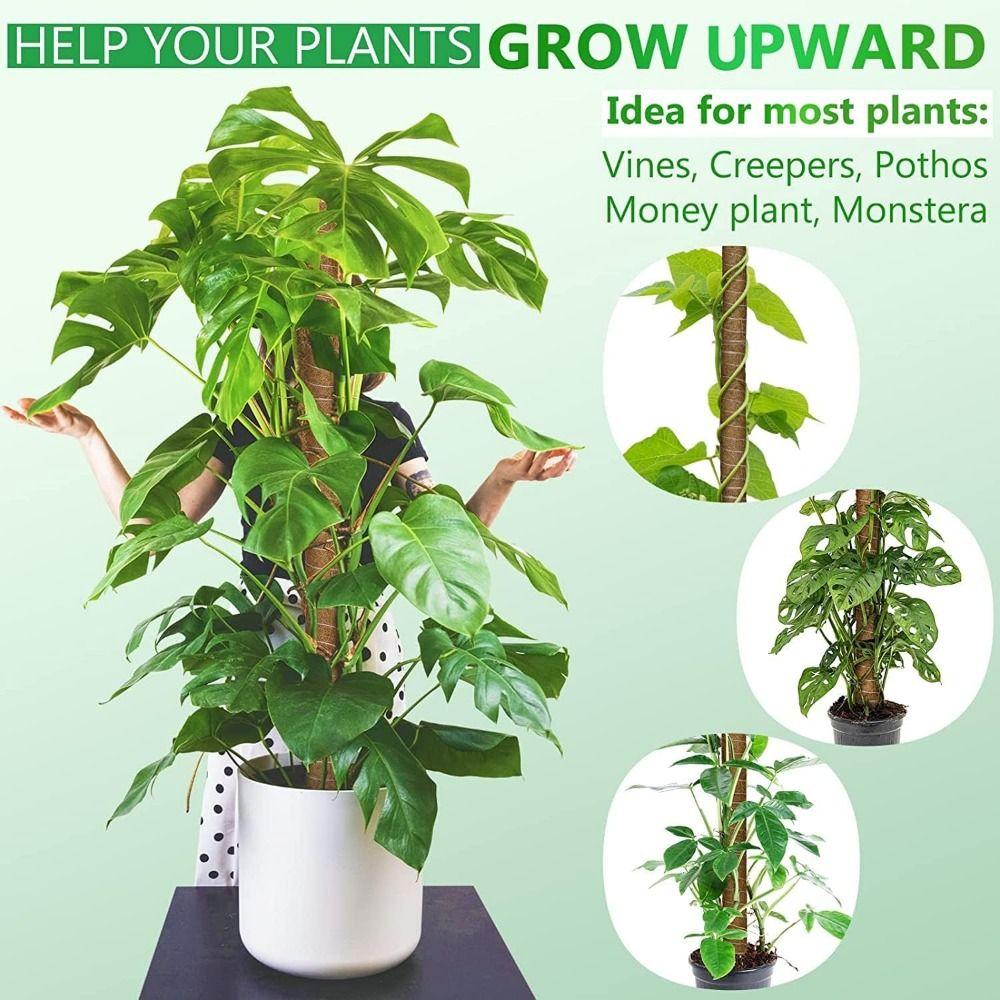 Grow Upwards Moss Pole Sturdy Moss Sticks Durable Plant Support Stakes  Indoor Climbing Plants