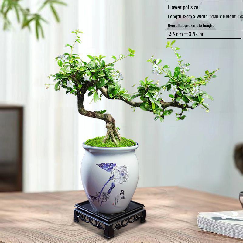 Trailing Fujian Tea Bonsai with Old Trunk – Zen Style Indoor Green Plant for Office & Living Room