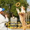 Agility létající kruh pro střední a velké psy Měkký odolný proti žvýkání odolný proti kousnutí Venkovní park Interaktivní trénink domácích mazlíčků Létající kruh