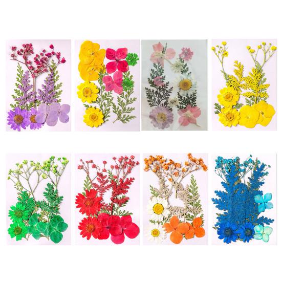 10 Pcs Pressed Dried Flowers Flat Real Dried Blooms All-Natural Colored Dried Flowers for DIY Crafts Scrapbooking Face Decoration