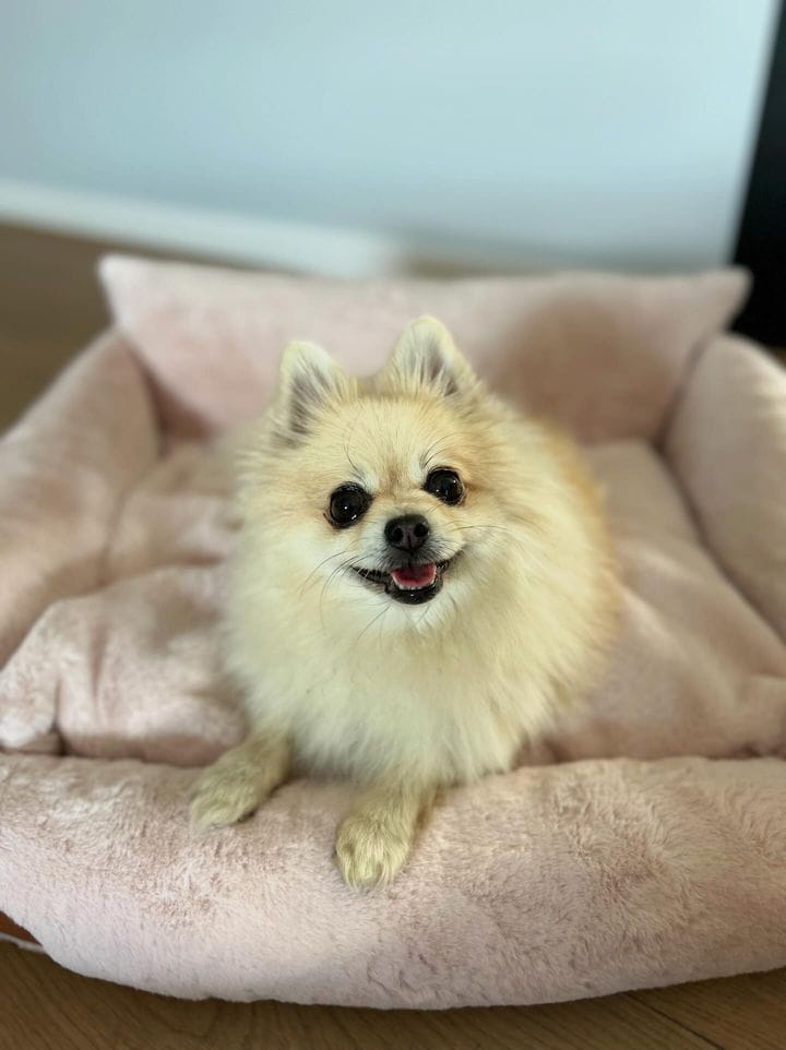 Fluffy Cream Bed - 60cm x 50cm