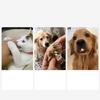 Pet Medicine-feeder Multipurpose Reusable Push-type Medicine-feeding Stick Pill Dispenser For Dogs Cats