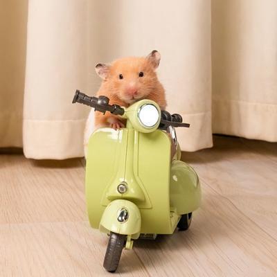 Zabawki motocyklowe dla chomika dla świnki morskiej małe zwierzę 360 stopni obrotowy światło skuter elektryczny artykuły dla zwierząt