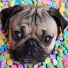 5D DIY Diamond Painting Dog Diamond Embroidery Animal Scenery Cross Stitch Full Round Drill Home Decor Manual Art Gift