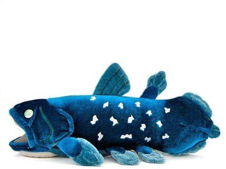 Calorata Coelacanth Plush Toy (Small  24cm L x 11cm W x 10.5cm H  Twice Tested) Ancient Fish Toy, Realistic Gift for Birthdays, Boys and Girls