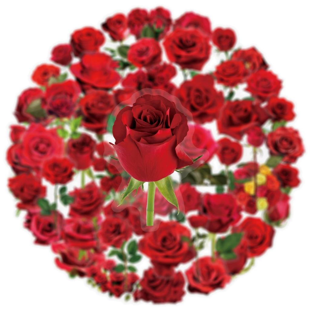 50200Pcs Transparent Pet Flower Plant Material Stickers Handbooks Tablets Phone Water Cups Decor Stationary Notebook Stickers