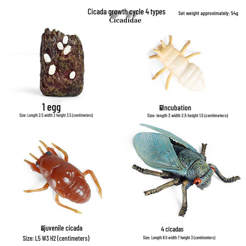 Pediatric Learning Model: Plastic Animal Growth Cycles - Frog, Butterfly, Rooster, Sea Turtle, Chinese Horseshoe Crab