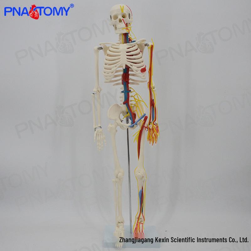 85cm Human Skeleton Model with Detachable Nerves, Vessels, Heart, and Brain for Orthopedic and Rehabilitation Teaching Aid PNT-0106C