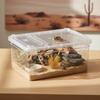 Reptile – Terarii pentru reptile