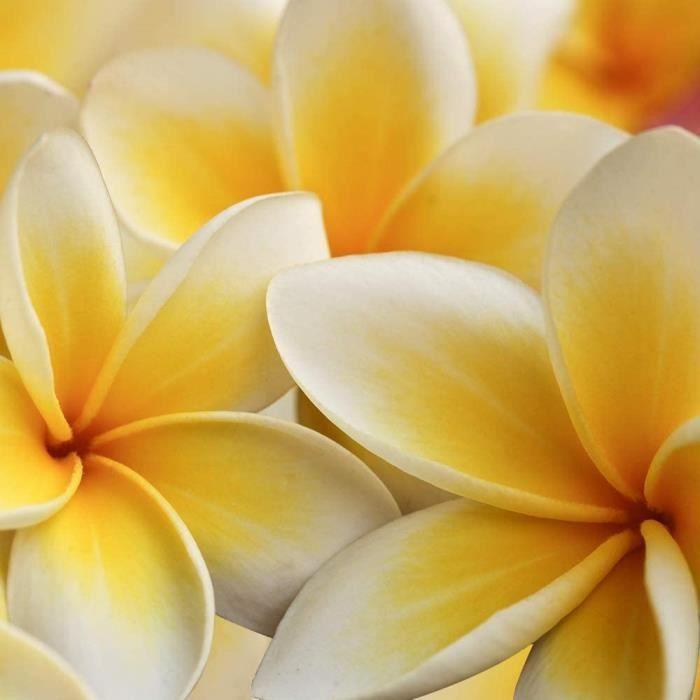 Eau De Toilette Femme - Folie Monoï 50 Ml Fabriqué France