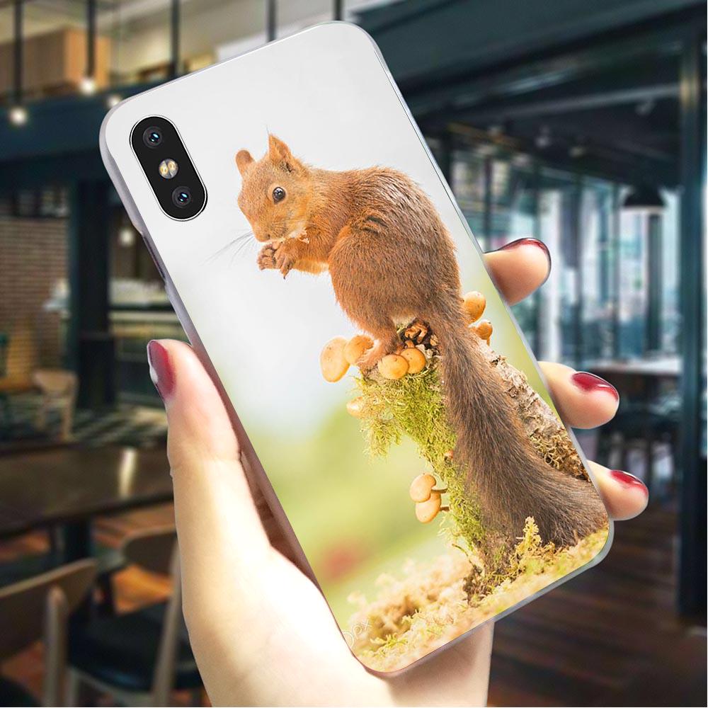 Cute Squirrel Phone Cover For iPhone XS Case 5 5S SE 6 6S/6 6S Plus ...