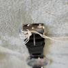 Used Tagged Vivienne Westwood Bambi Watch