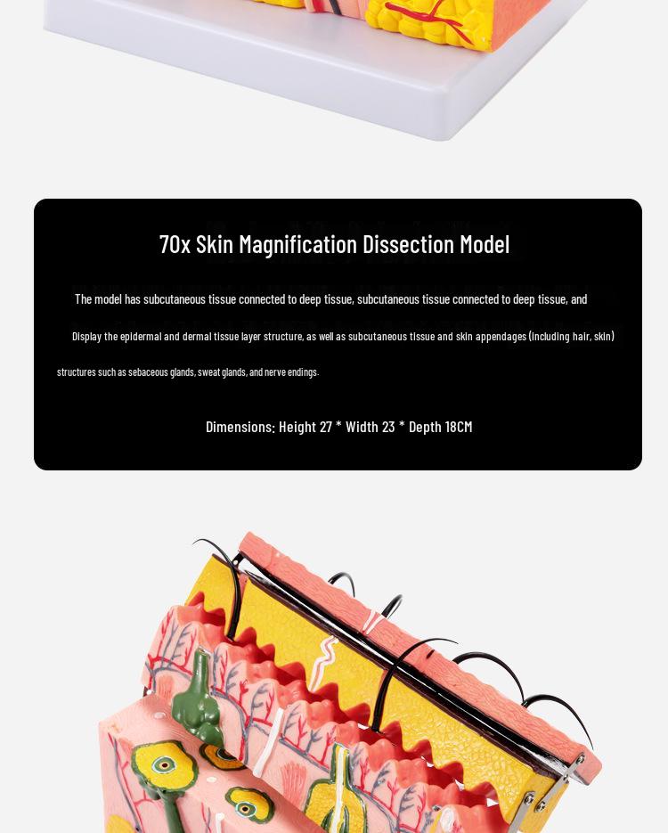 50x Magnified Human Skin Tissue Anatomical Model for Medical and Beauty Training