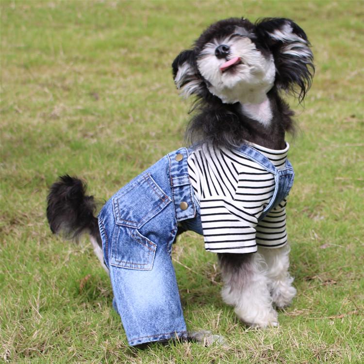 Bichon Teddy Denim Overalls: All-Season Four-Legged Outfit for Small Dogs