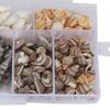 Natural Shells Sea Snail Jewelry Craft DIY Conch Home Wedding Decorations Ornament