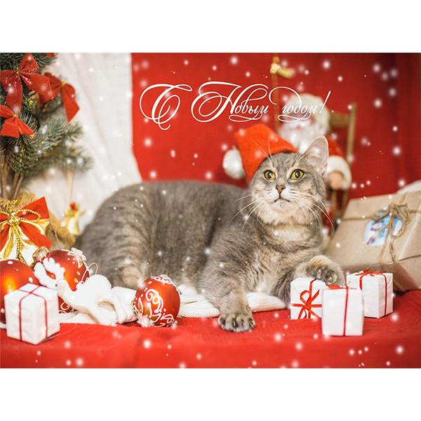 5D DIY pictură cu diamant Kit de artizanat pisică complet pătrat rotund broderie cu diamante animale cu punct de cruce Kit mozaic Decoratiuni de Crăciun