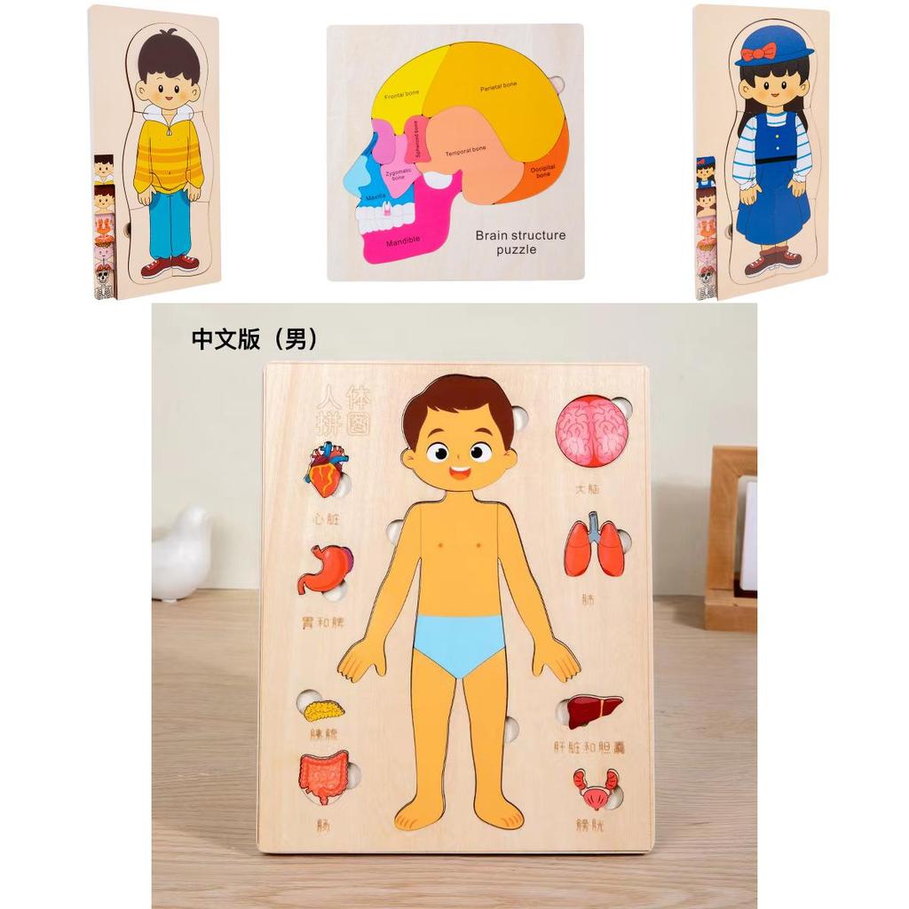 Childrens Educational Wooden Brain Anatomy Puzzle For Early Learning And Cognitive Development