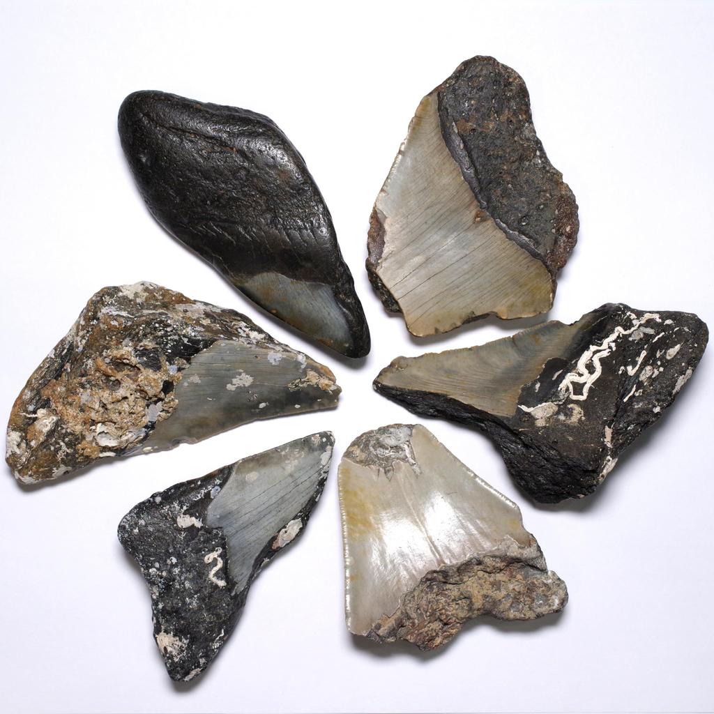 Stone Natural Fossil Megalodon North United States Specimen Set of 6 [N2 Natural] (Carcharocles/Otodus Megalodon) - Carolina, - (2 "One-of-a-kind"