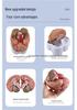 Modello Struttura del Cervello Umano e Anatomia delle Arterie