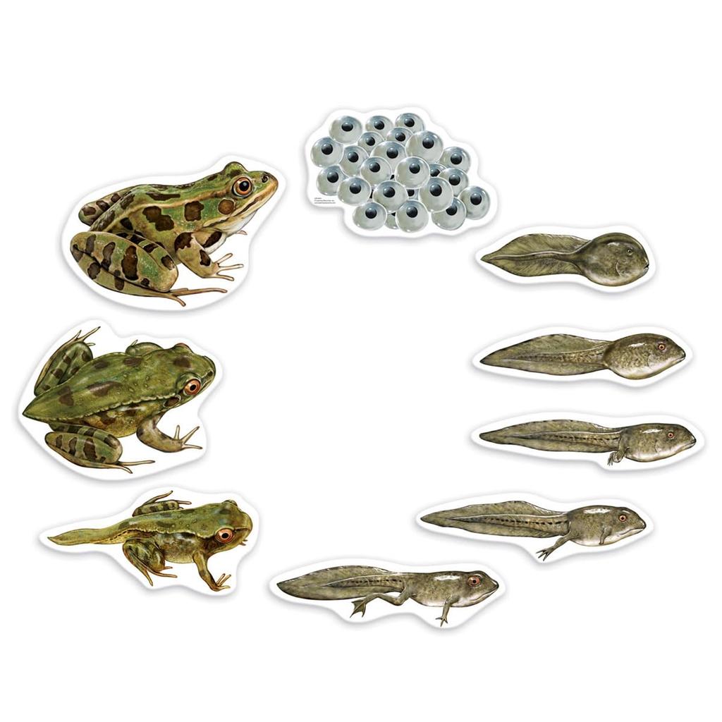 Learning Resources Giant Magnetic Frog Life Cycle LER 6041