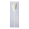 Daichi Noen Dried Flower Tail Lead White Approx. L75cm 10 Pieces DO051340-011