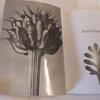 [USED] Karl Blossfeldt:Photographs1865-1932