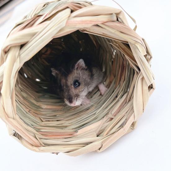 Hamsternest, Kauspielzeug, Naturgras, handgewebtes Strohnest, kleines Haustier-Versteck, Tunnel