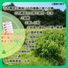 Healthy Company Organic Mulberry Leaf Powder 100g Organic Cultivation Mulberry Leaf Tea Powder Aojiru Domestic Ingredients Kagoshima and Other Regions
