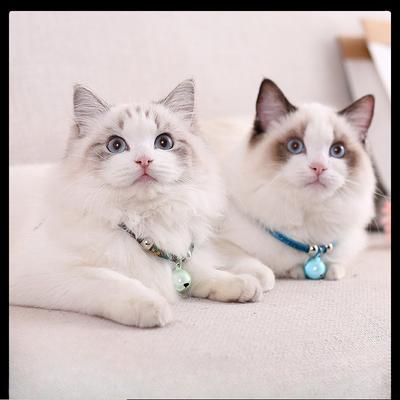 Katzen – Katzenhalsbänder & Leinen