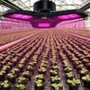 Grow Lights For Indoor Plants Full Spectrum LED Lighting Bulbs Greenhouse Lamp For Plants Growth For Tomatoes Peppers Eggplants