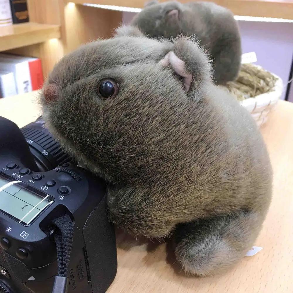 Dier 18-28cm Simulatie Wombat Pluche Speelgoed Gevuld Wild Cavia Cavia Porcellus Muis Poppen Voor Cadeaus 21cm