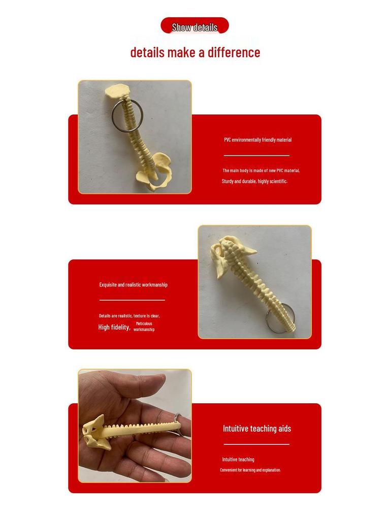 Portable Human Spine Model Keychain - Creative Small Skeleton for Biology Teaching